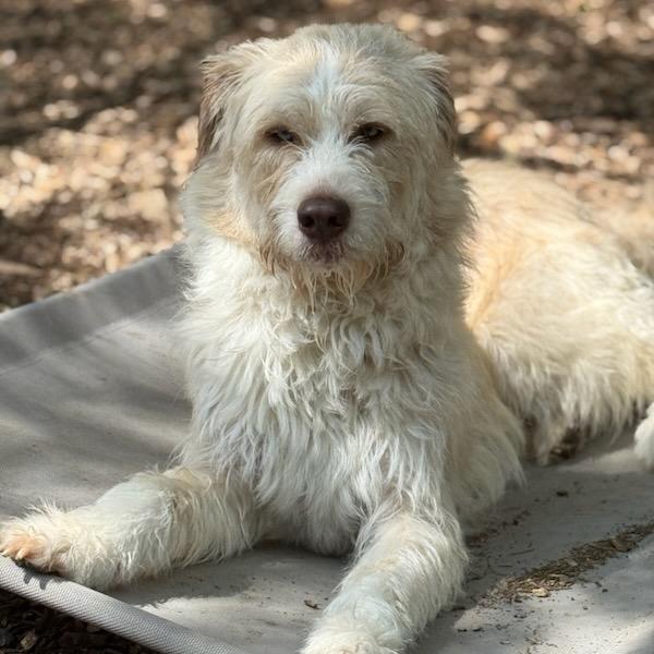 Enlarge Smokey, a Adoptable mixed breed in Chester Springs, PA image 5/6