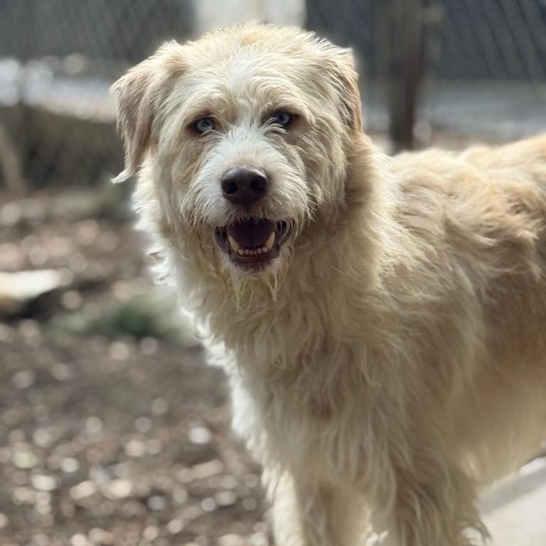 Smokey, Adoptable, Adult Male Sheep Dog & Husky.