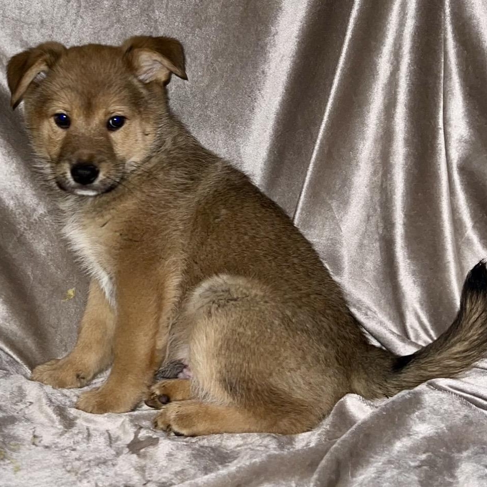 Enlarge Orion , a ADOPTABLE mixed breed in Pelham, NH image 4/6