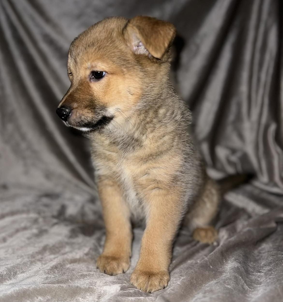 Enlarge Orion , a ADOPTABLE mixed breed in Pelham, NH image 6/6