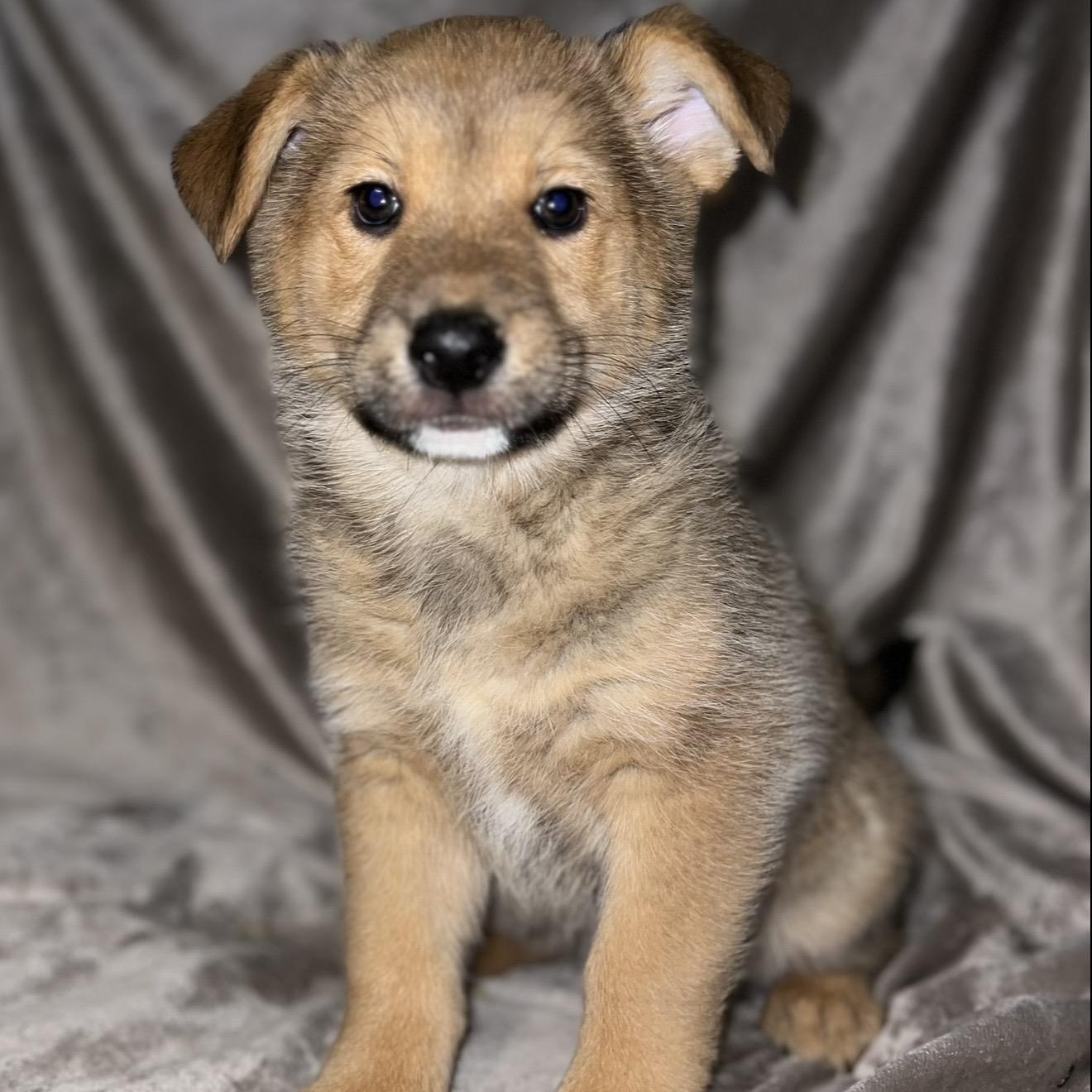 Enlarge Orion , a ADOPTABLE mixed breed in Pelham, NH image 1/6