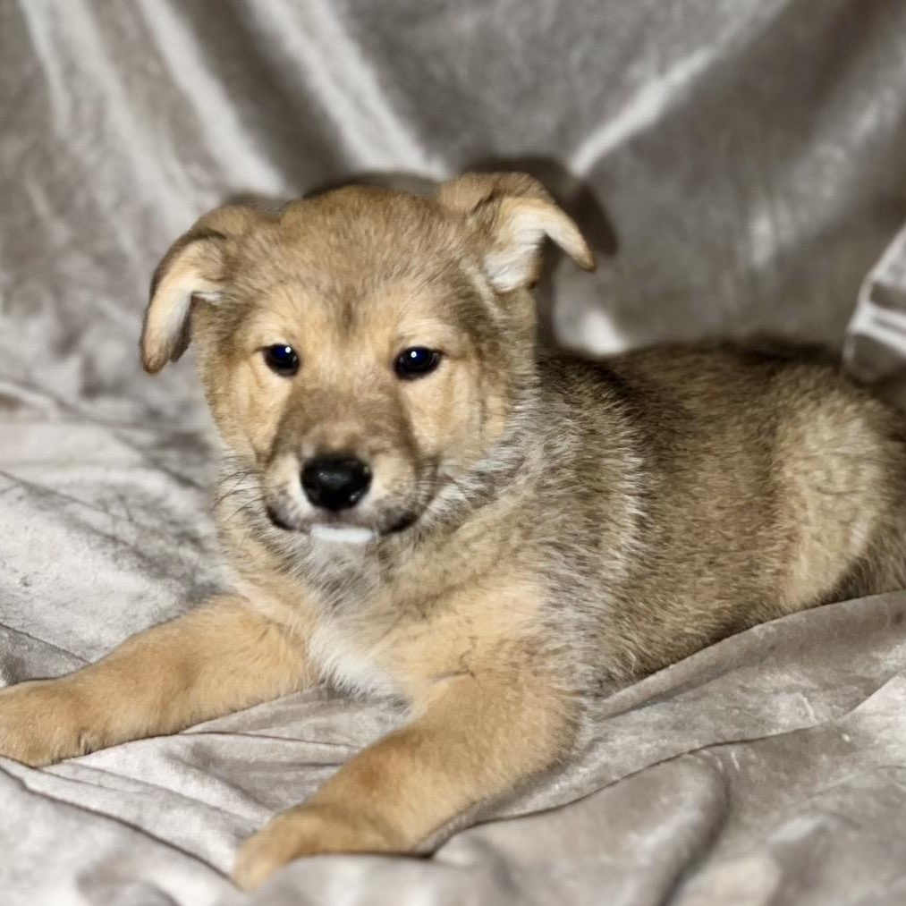 Enlarge Orion , a ADOPTABLE mixed breed in Pelham, NH image 3/6