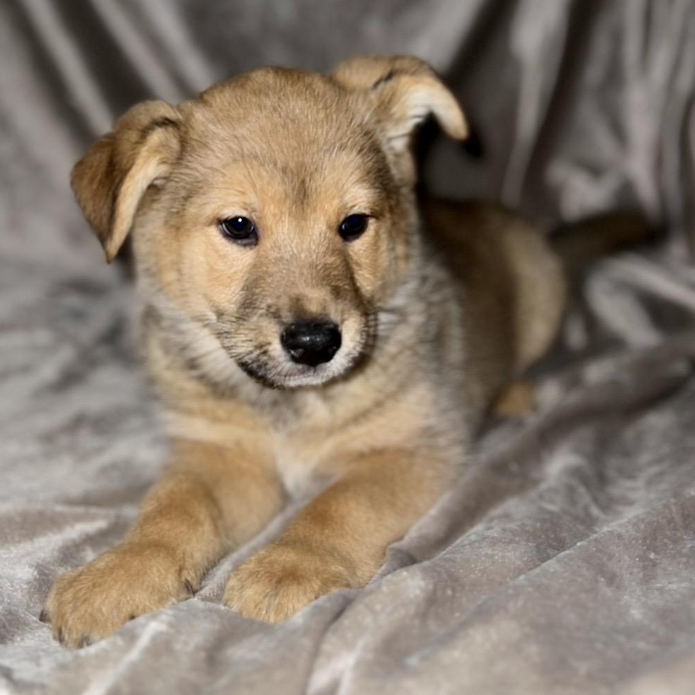 Enlarge Orion , a ADOPTABLE mixed breed in Pelham, NH image 5/6