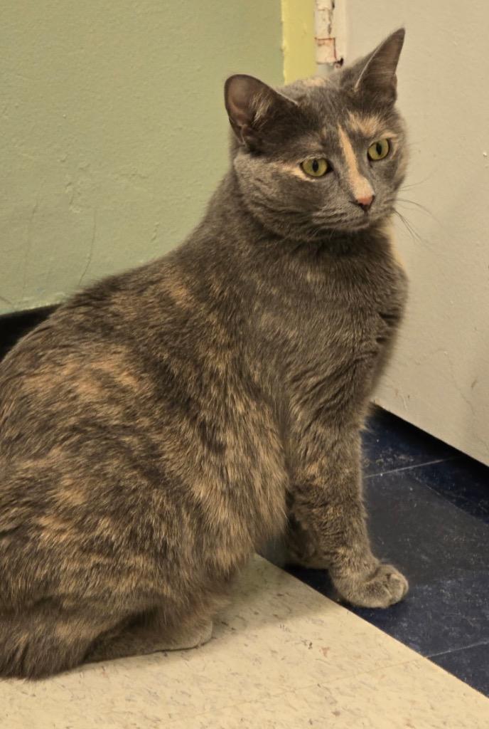 LA TART, Adoptable, Young Female Domestic Short Hair.