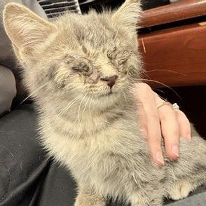 Blue, Adoptable, Kitten Female Domestic Short Hair.