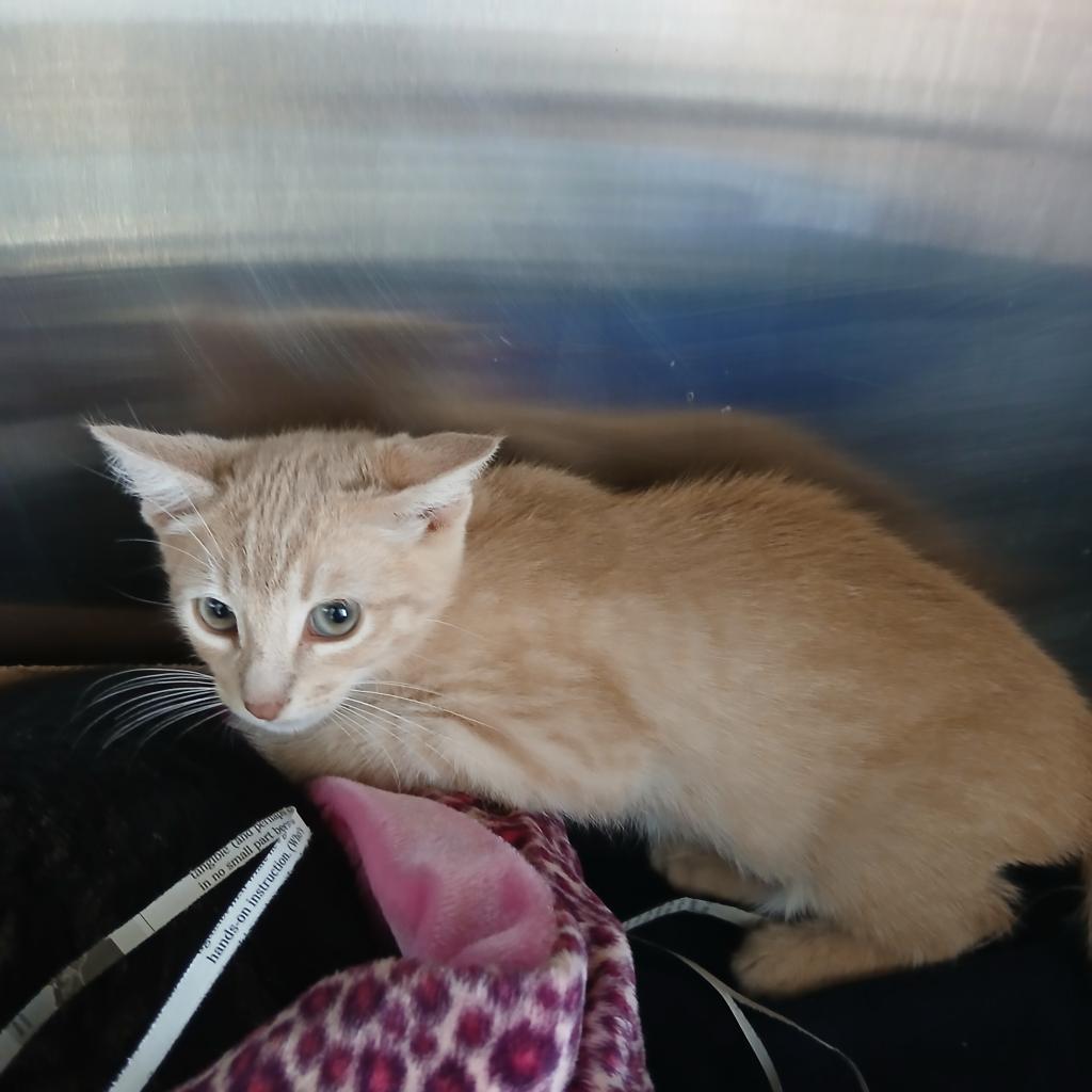 Enlarge Milo FKA Chevy, a Adoptable Domestic Short Hair in Philadelphia, PA image 1/3