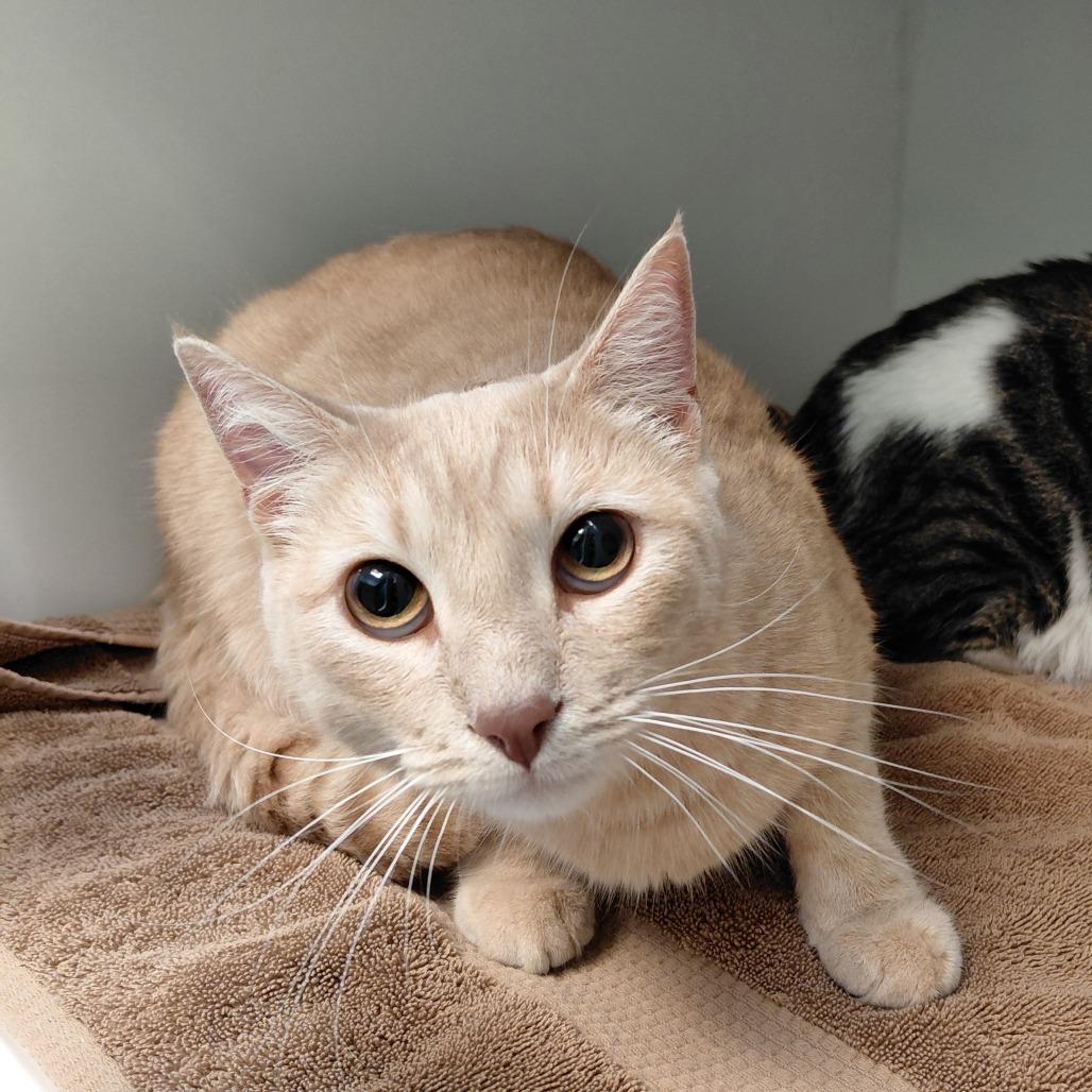 Enlarge Milo FKA Chevy, a Adoptable Domestic Short Hair in Philadelphia, PA image 2/3