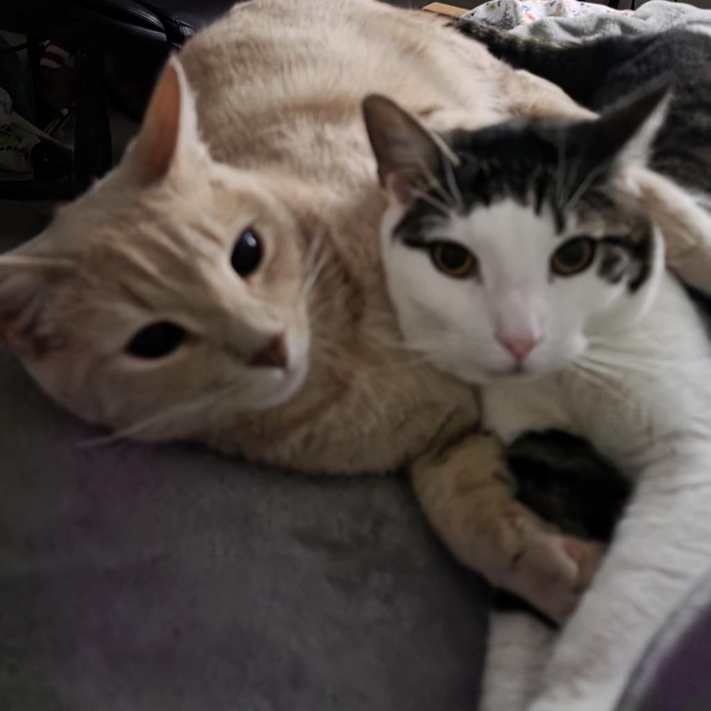 Enlarge Milo FKA Chevy, a Adoptable Domestic Short Hair in Philadelphia, PA image 3/3