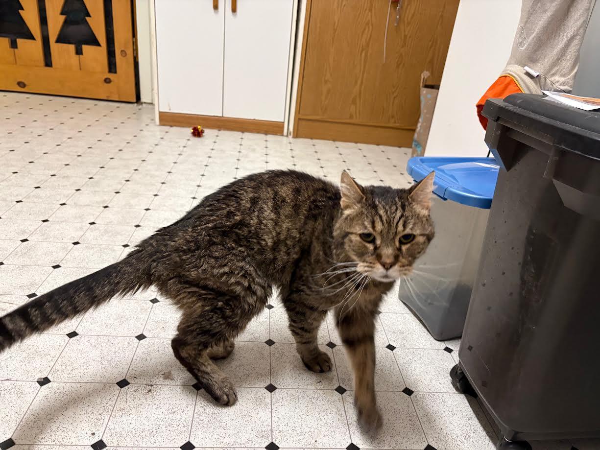 Enlarge Buster Posey, an adopted Domestic Short Hair in Carson City, NV image 2/2