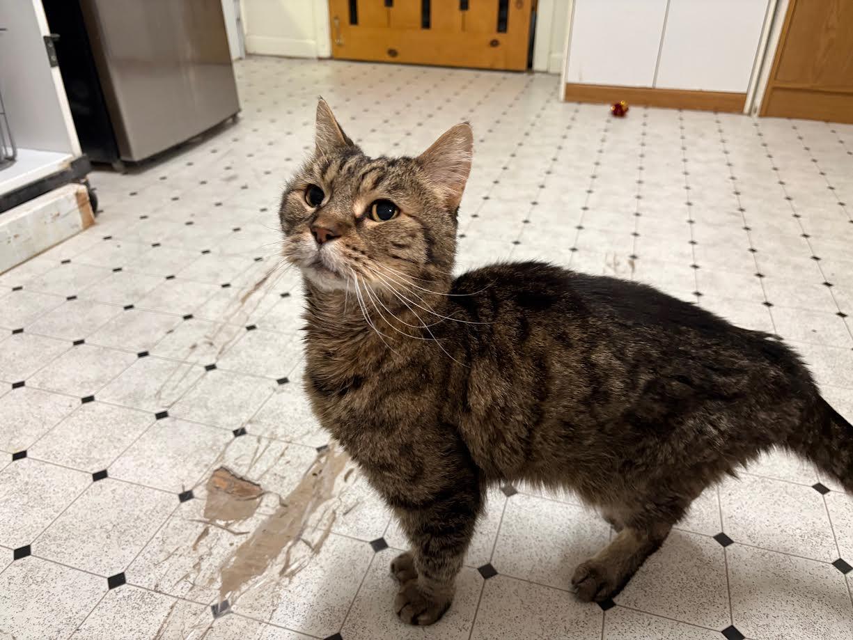 Enlarge Buster Posey, an adopted Domestic Short Hair in Carson City, NV image 1/2