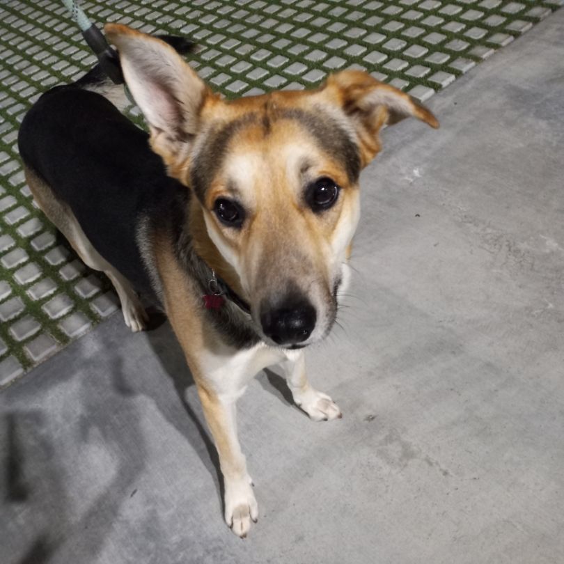 Pogo Kisses, Adoptable, Young Male Labrador Retriever.