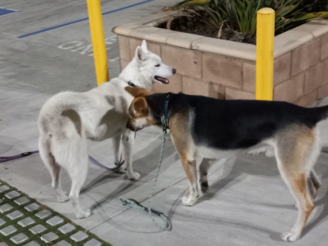 Enlarge Pogo Kisses, a Adoptable Labrador Retriever in Manhattan Beach, CA image 2/6