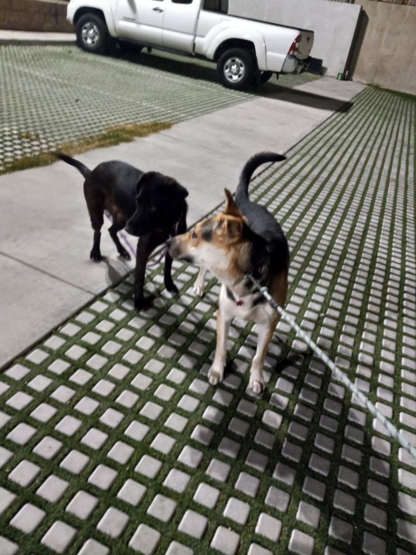 Enlarge Pogo Kisses, a Adoptable Labrador Retriever in Manhattan Beach, CA image 3/6