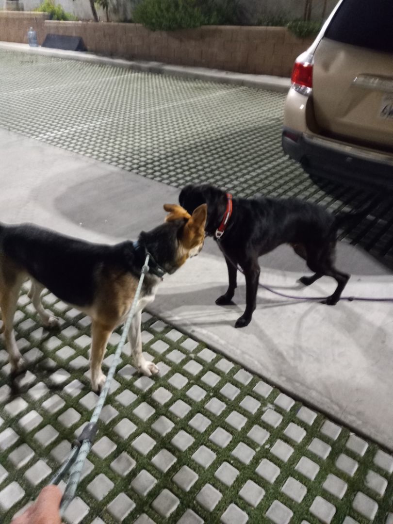 Enlarge Pogo Kisses, a Adoptable Labrador Retriever in Manhattan Beach, CA image 4/6