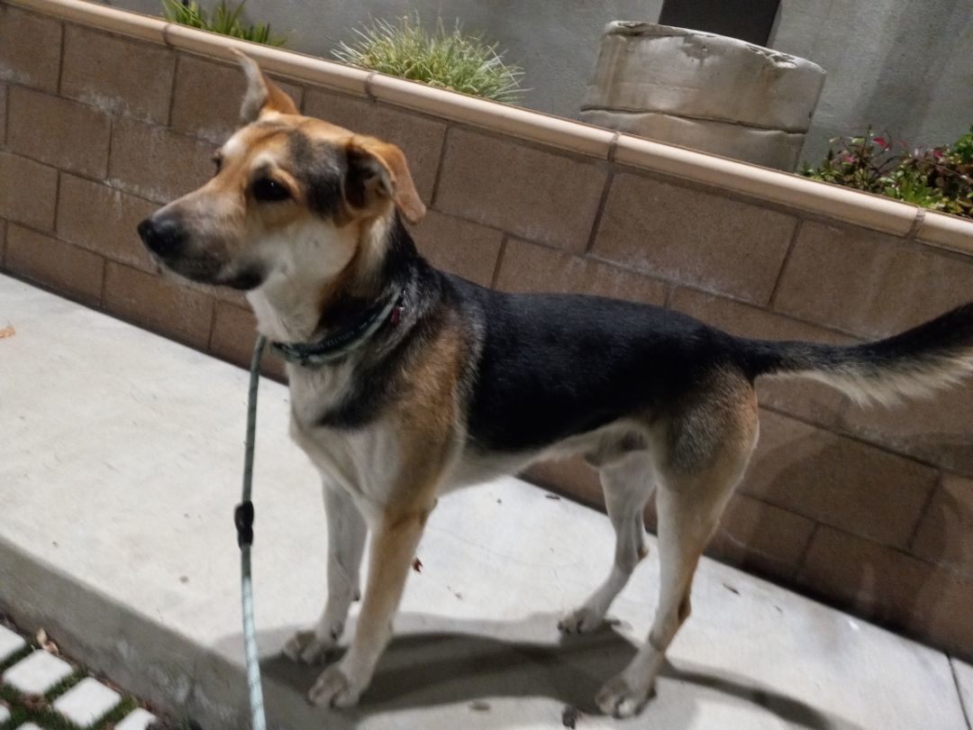 Enlarge Pogo Kisses, a Adoptable Labrador Retriever in Manhattan Beach, CA image 5/6