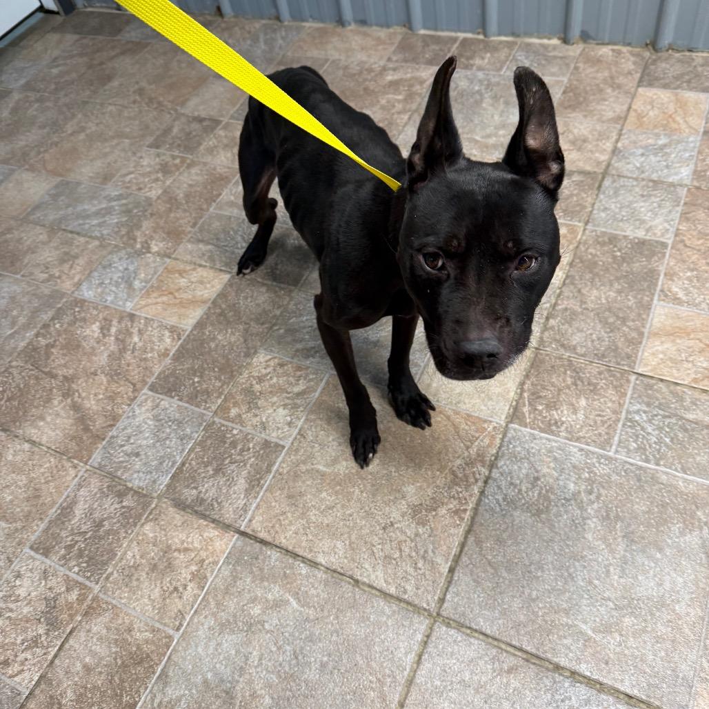 Radar, Adoptable, Senior Male Pit Bull Terrier.