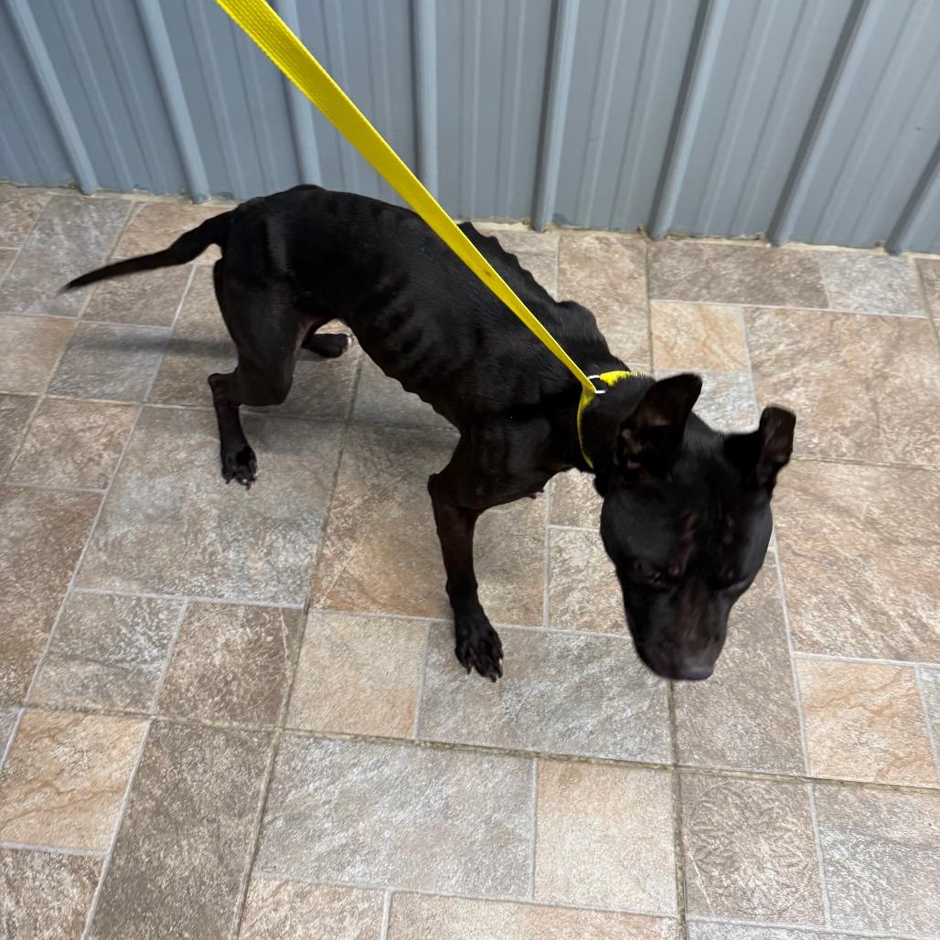 Enlarge Radar, a Adoptable Pit Bull Terrier in Homer, NY image 3/3