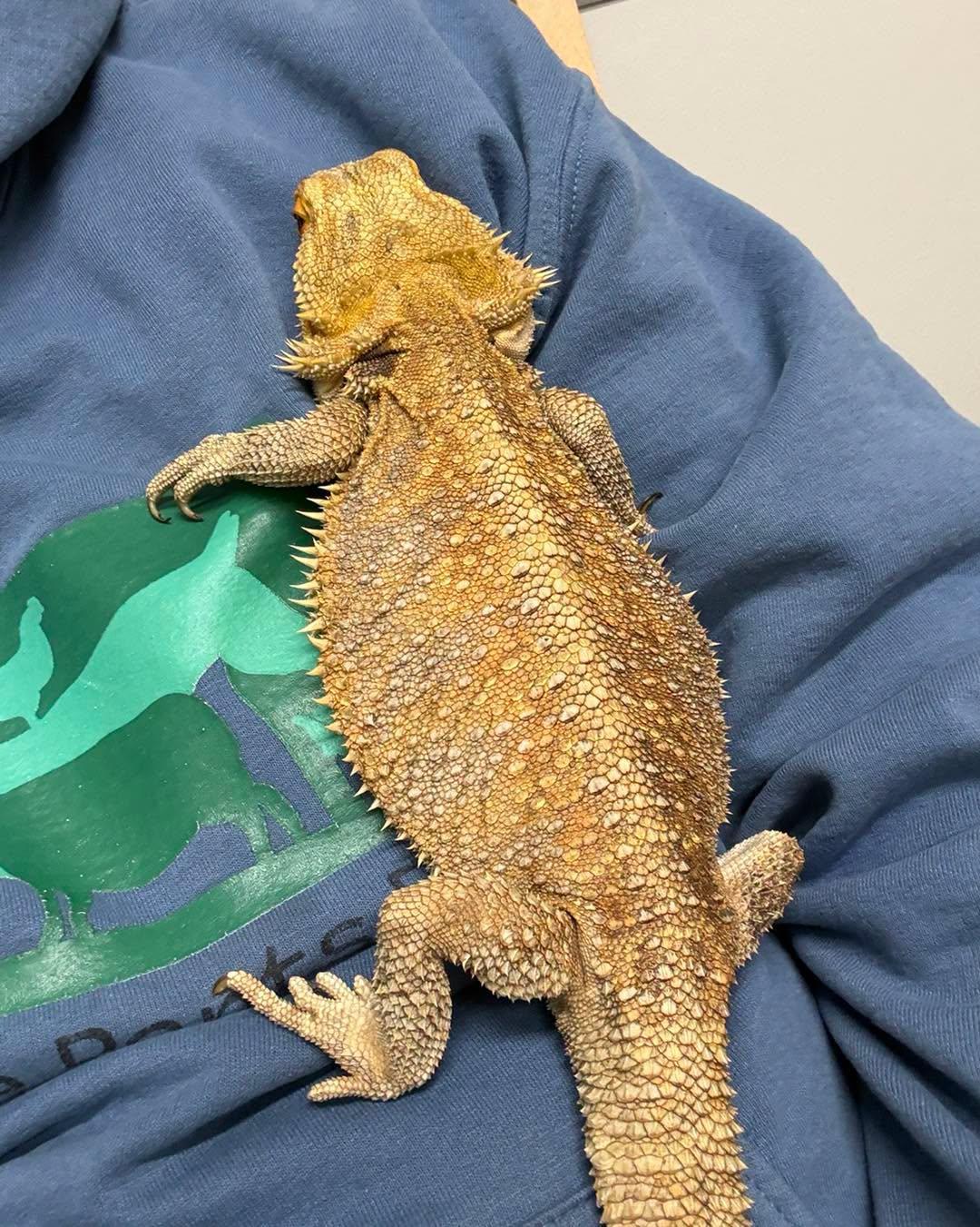 Enlarge Meatball Bearded Dragon, a Adoptable Bearded Dragon in Pittsboro, NC image 2/2