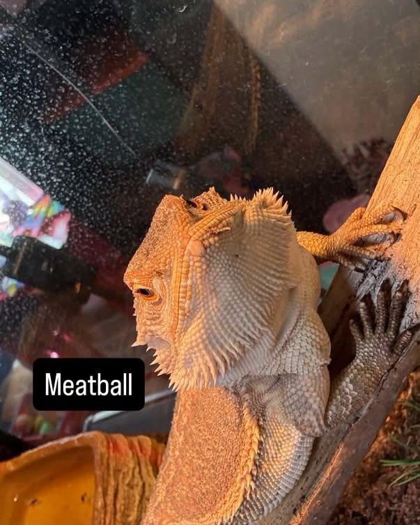 Meatball Bearded Dragon, Adoptable, Young Female Bearded Dragon.