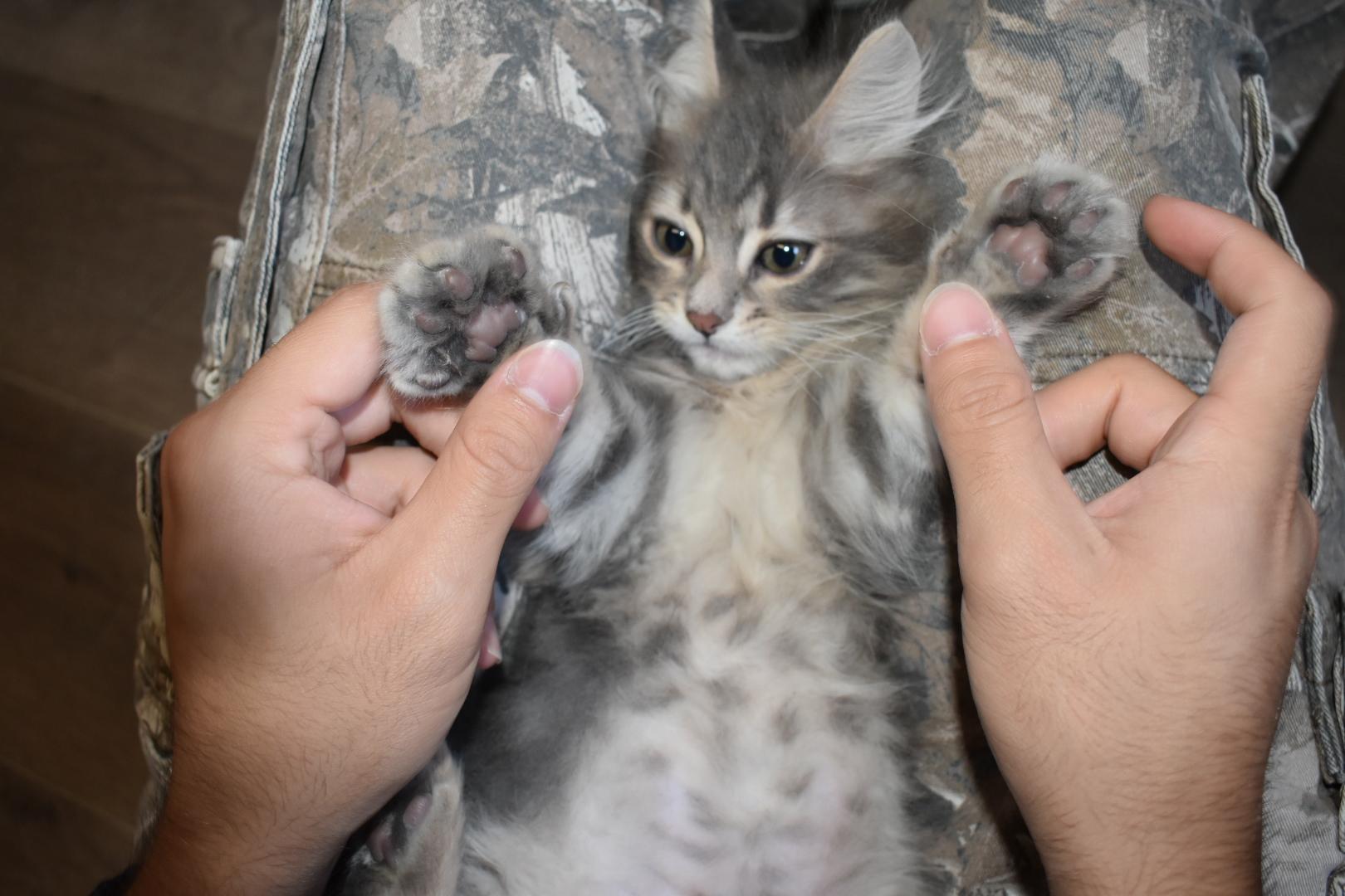 Chai bonded to Ghost