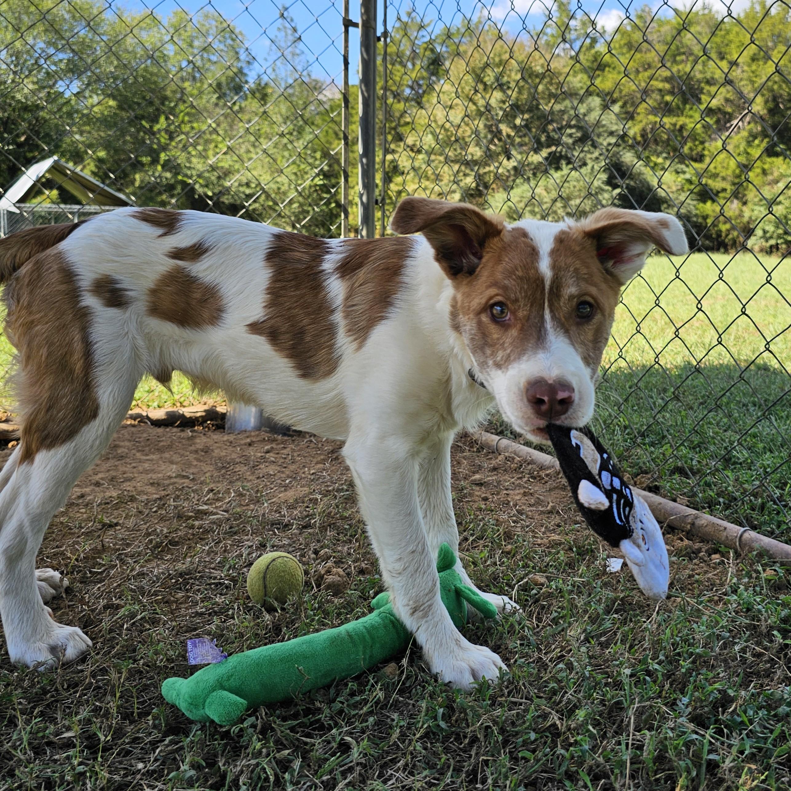 Yogi, a Adoptable Mixed Breed in Searcy, AR image 2/6