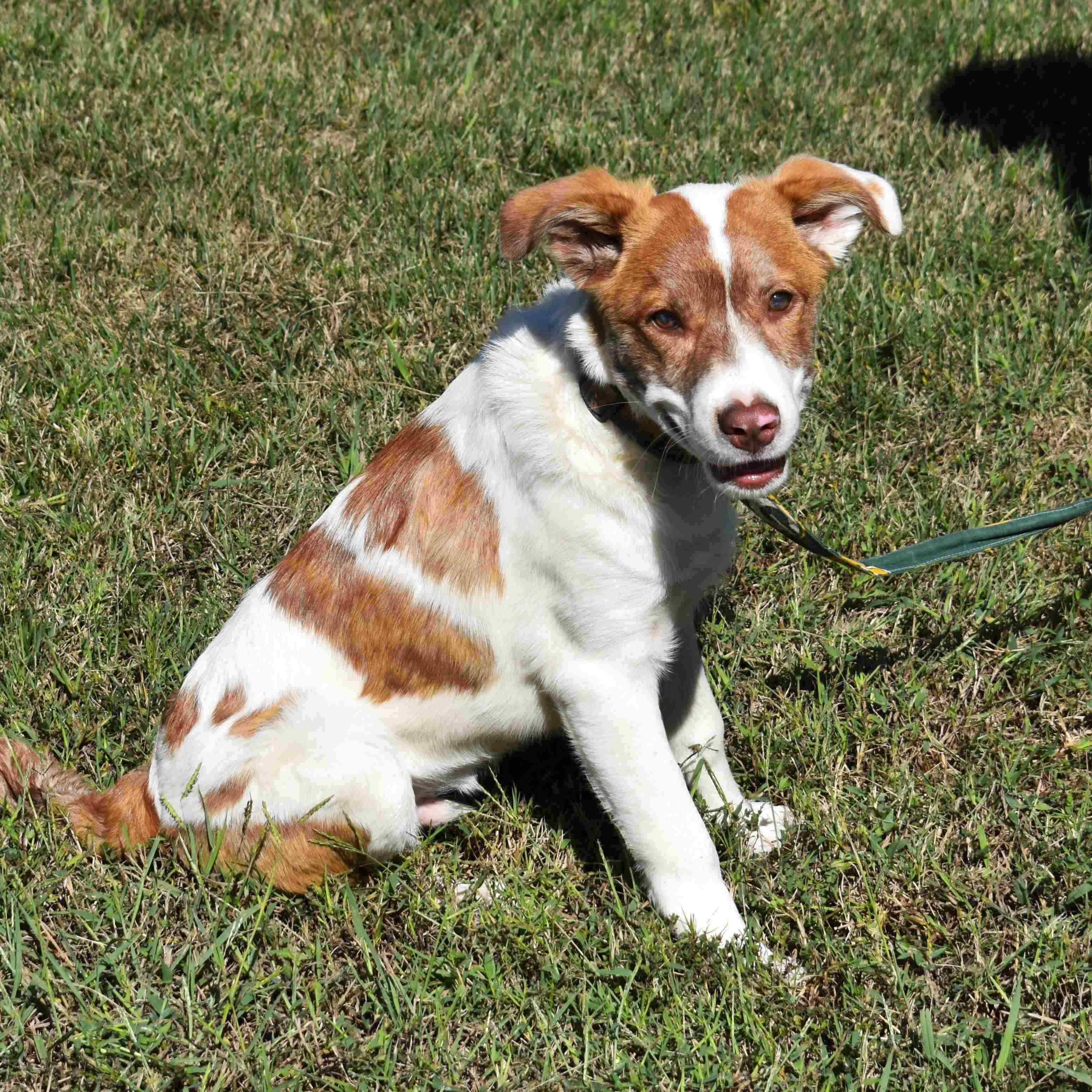 Yogi, a Adoptable Mixed Breed in Searcy, AR image 6/6
