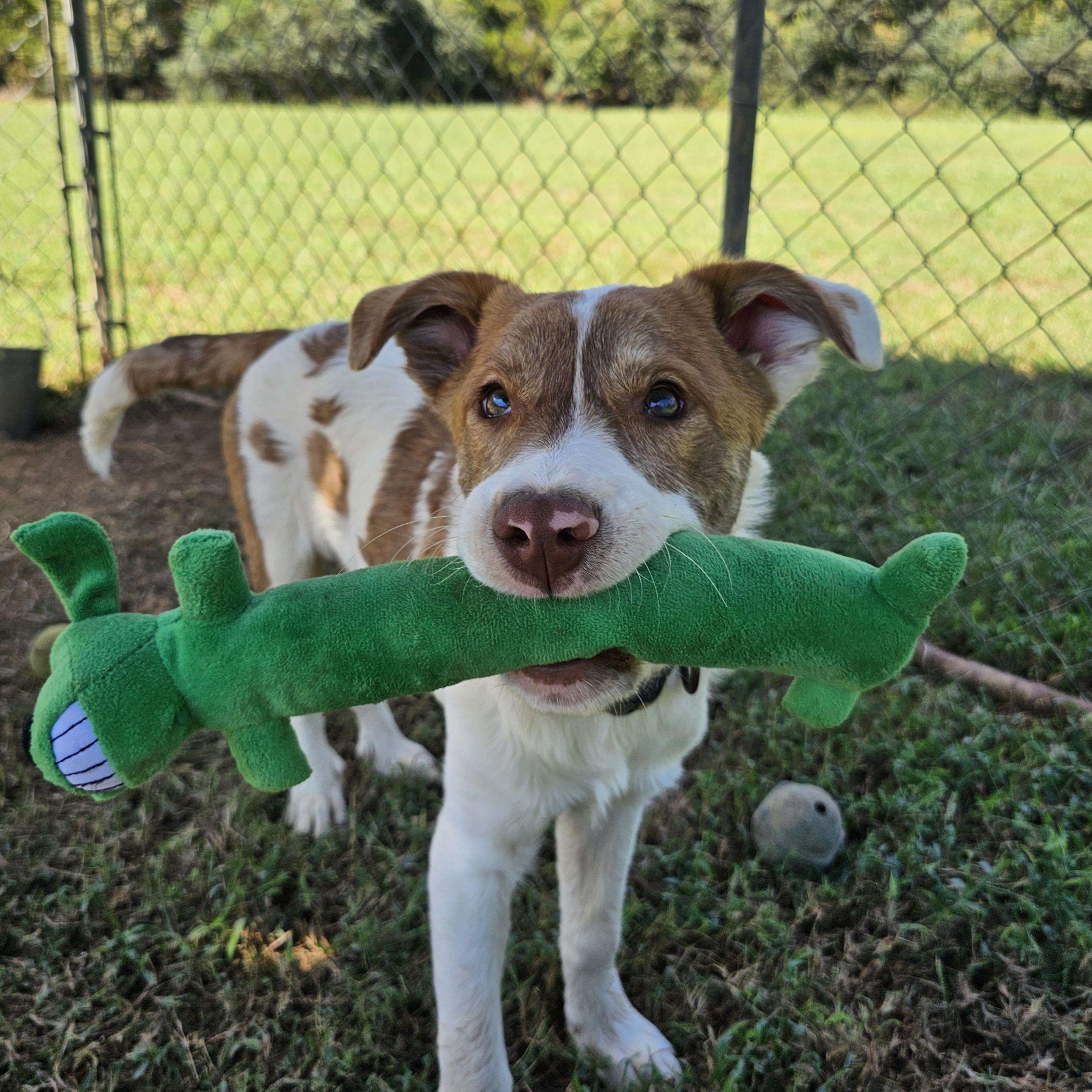 Yogi, a Adoptable Mixed Breed in Searcy, AR image 3/6
