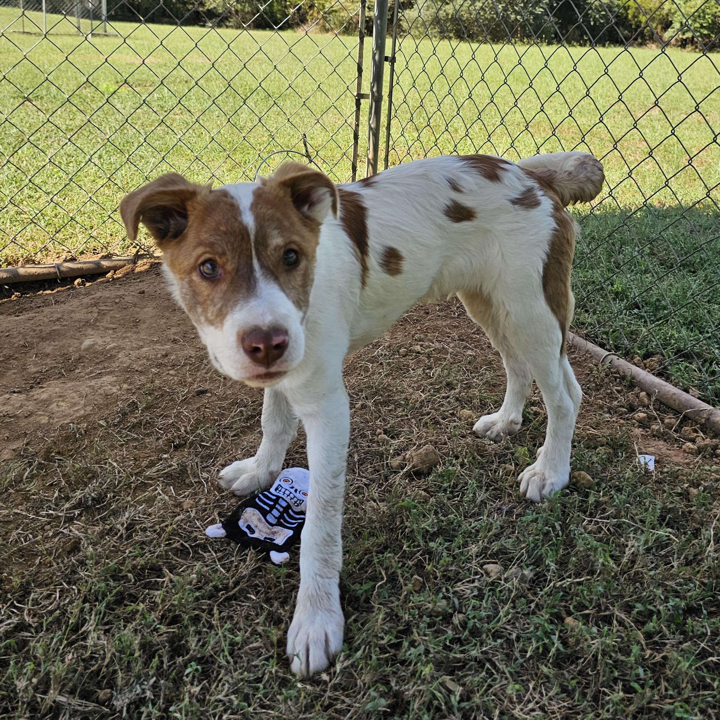 Yogi, a Adoptable Mixed Breed in Searcy, AR image 4/6
