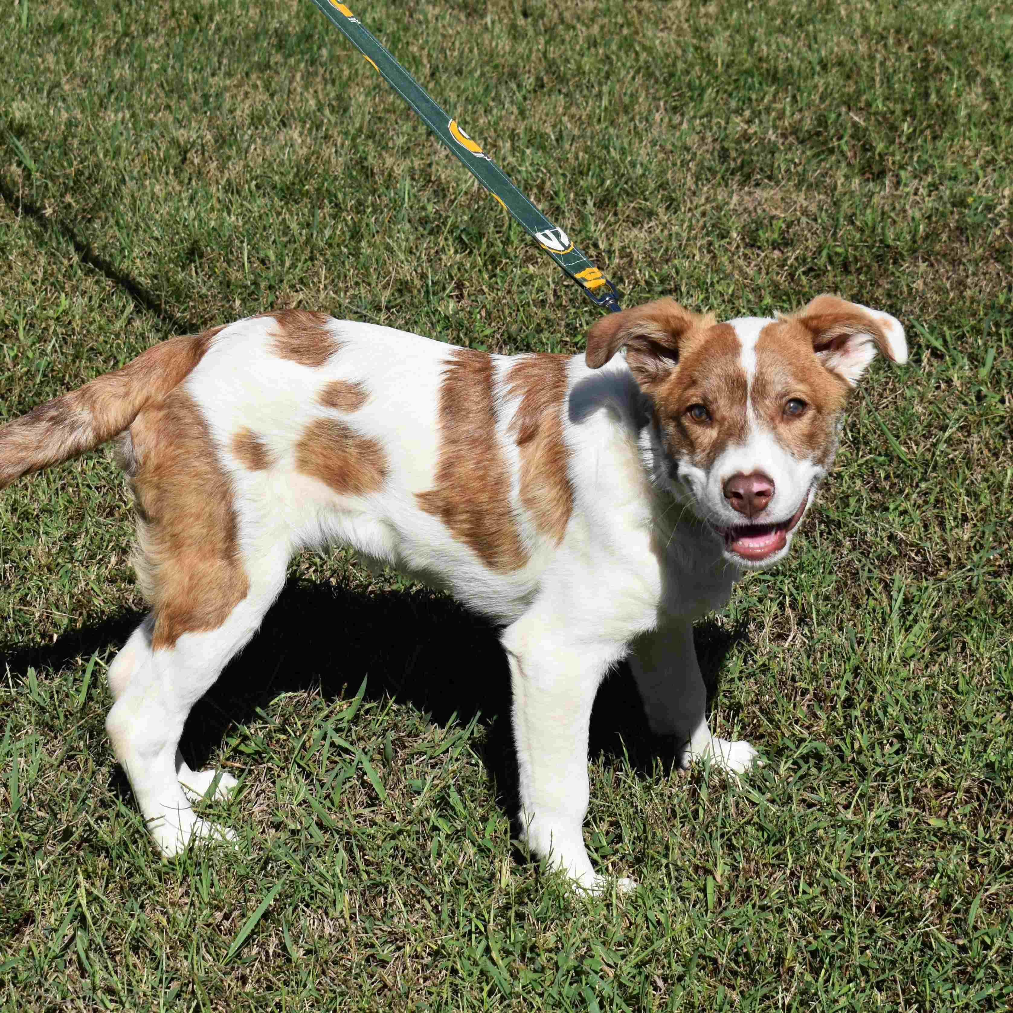 Yogi, Adoptable, Puppy Male Mixed Breed.