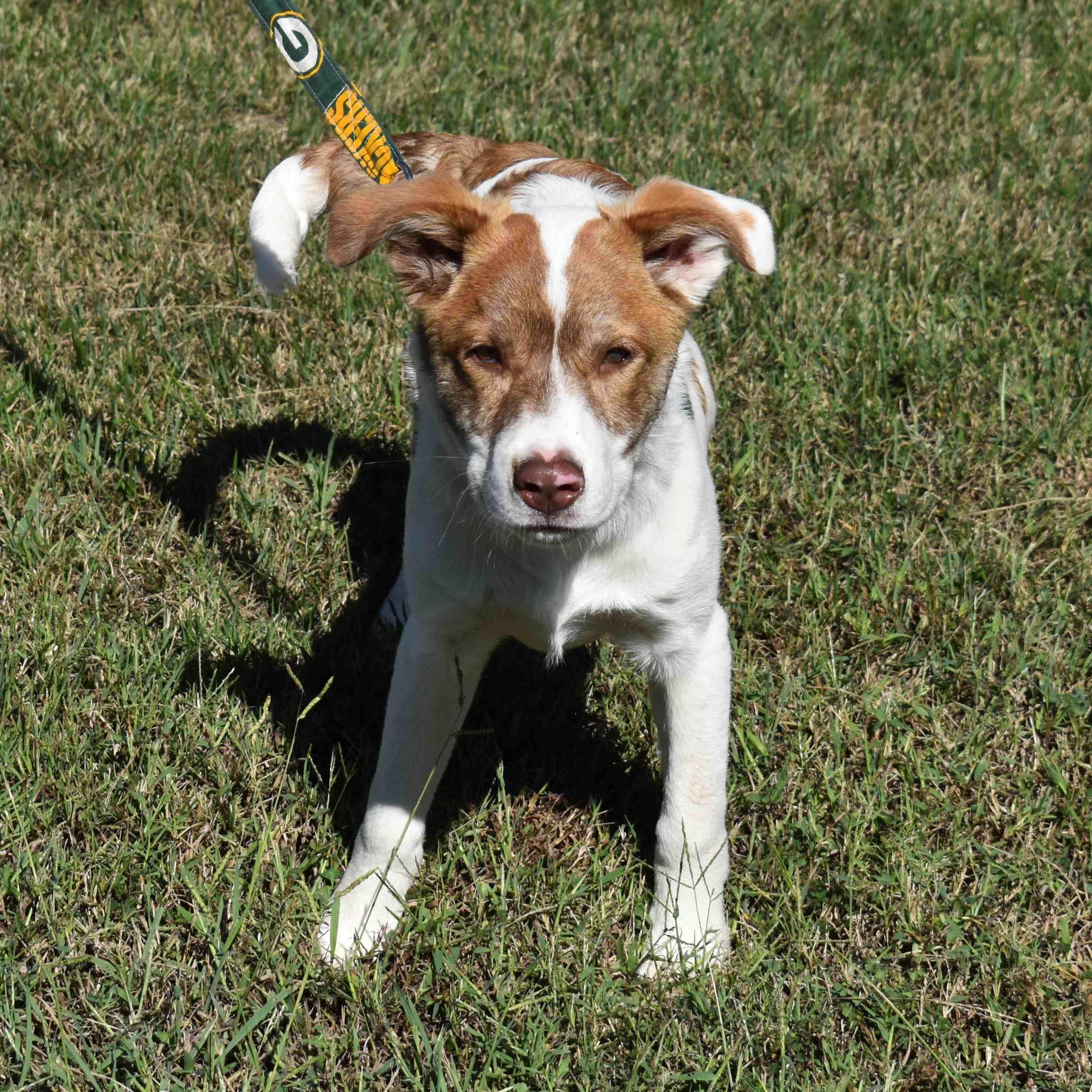 Yogi, a Adoptable Mixed Breed in Searcy, AR image 5/6