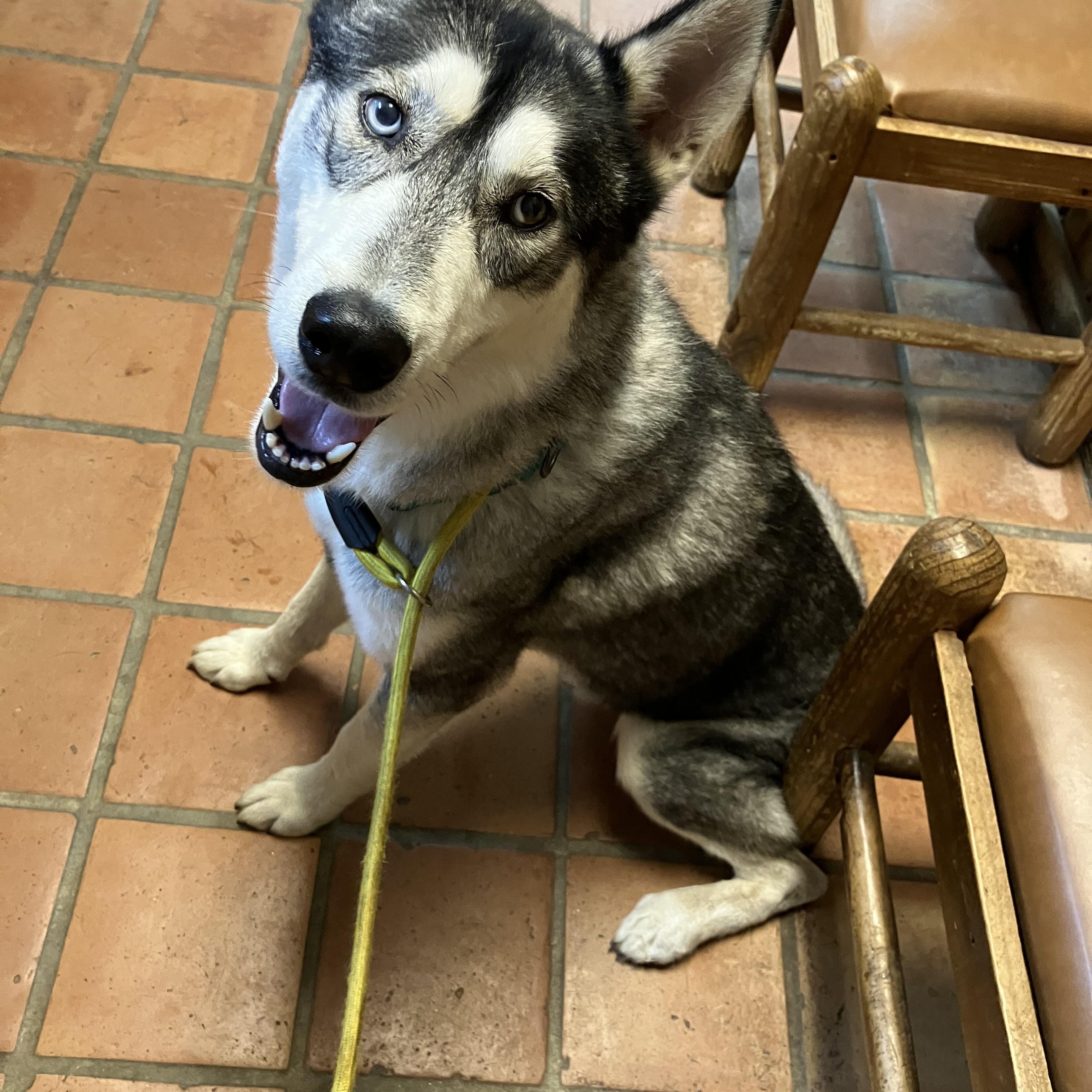 Enlarge Ash, a Adoptable Siberian Husky in Marble Falls, TX image 4/4