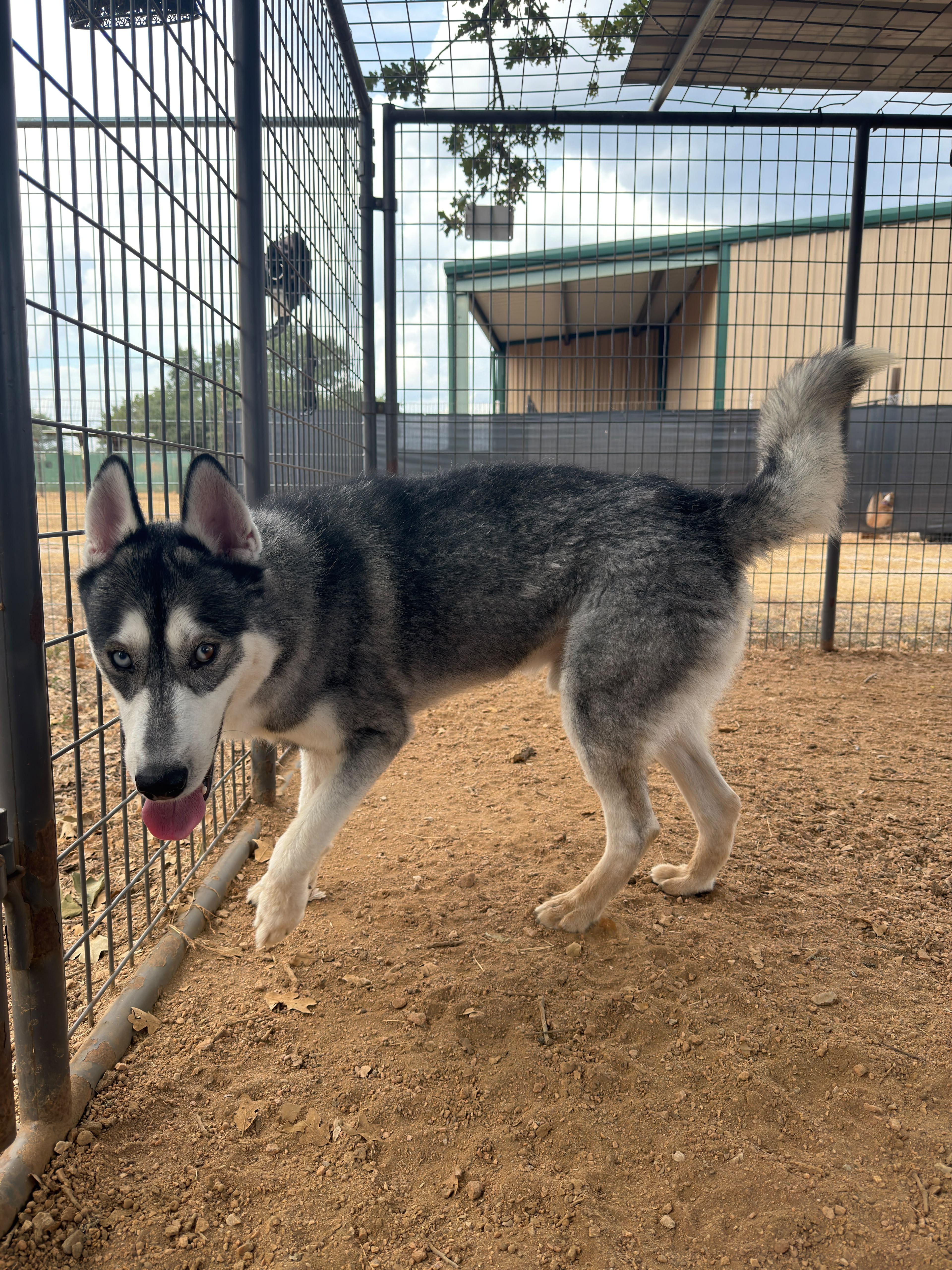 Enlarge Ash, a Adoptable Siberian Husky in Marble Falls, TX image 3/4