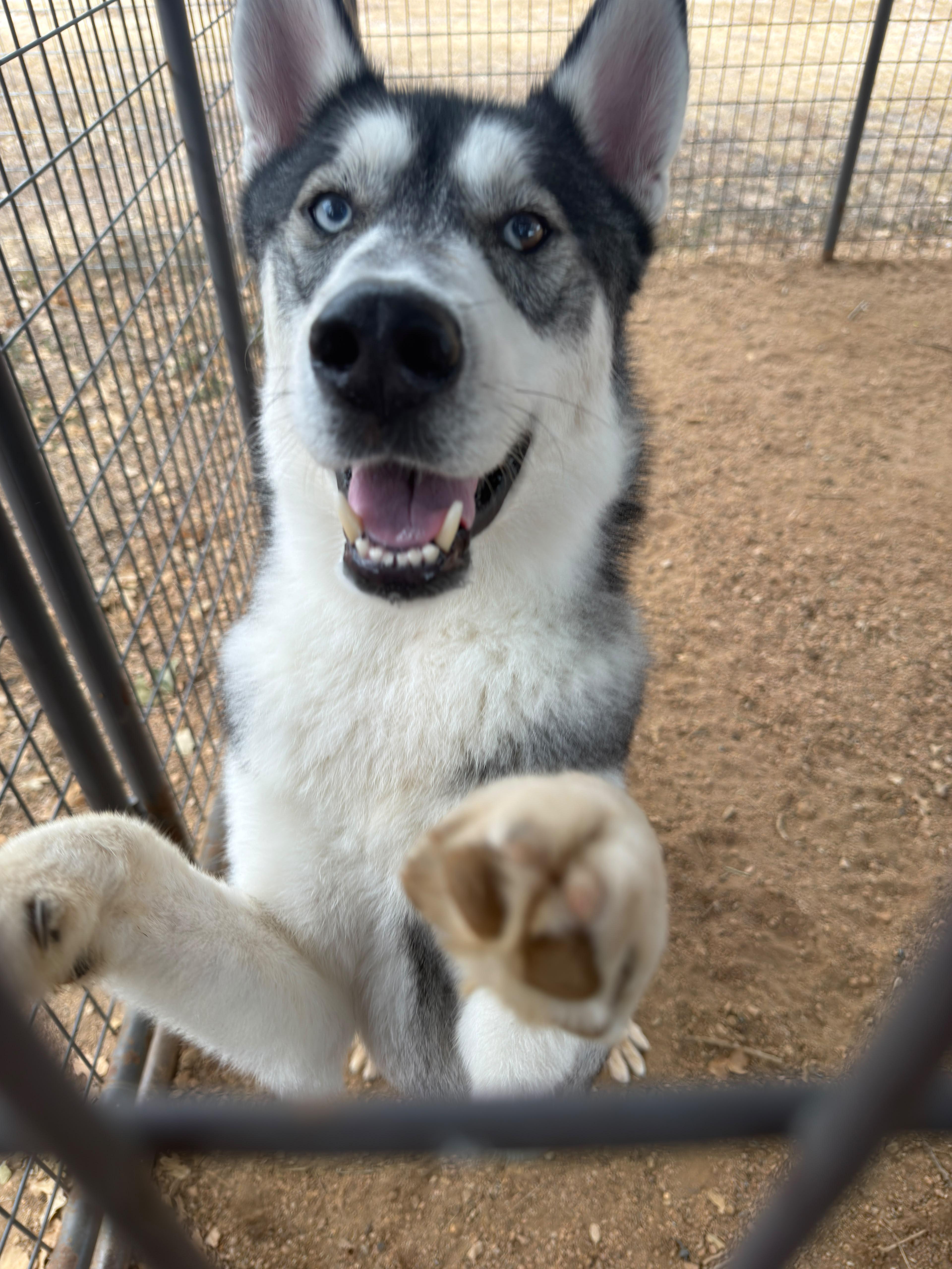 Enlarge Ash, a Adoptable Siberian Husky in Marble Falls, TX image 1/4