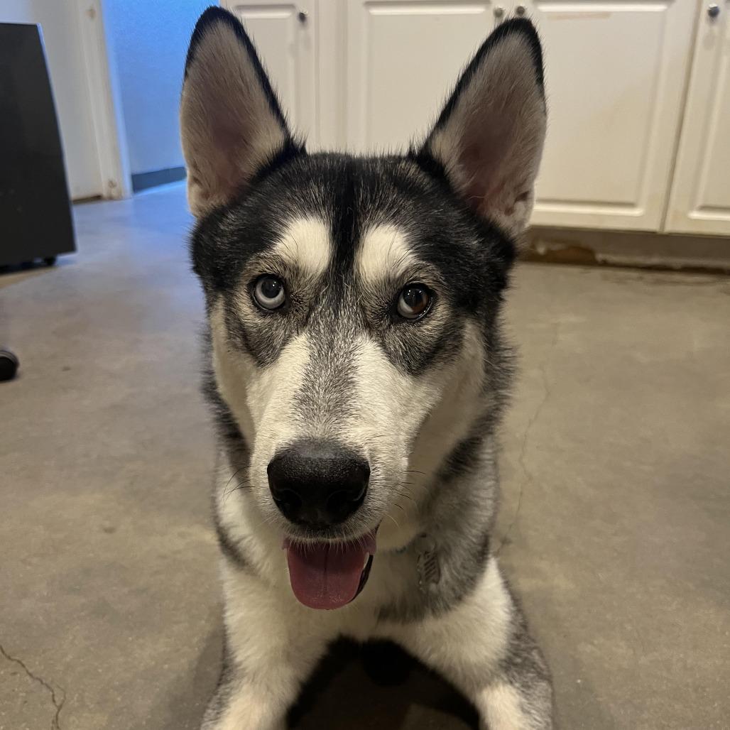 Enlarge Ash, a Adoptable Siberian Husky in Marble Falls, TX image 2/4