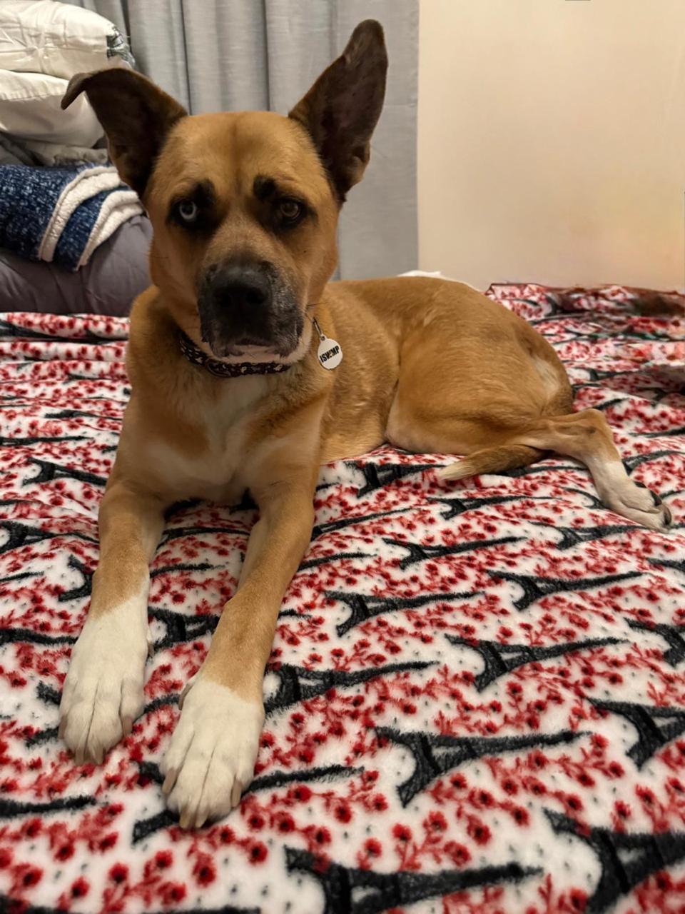 Enlarge Star, a ADOPTABLE Siberian Husky in Los Angeles, CA image 2/6