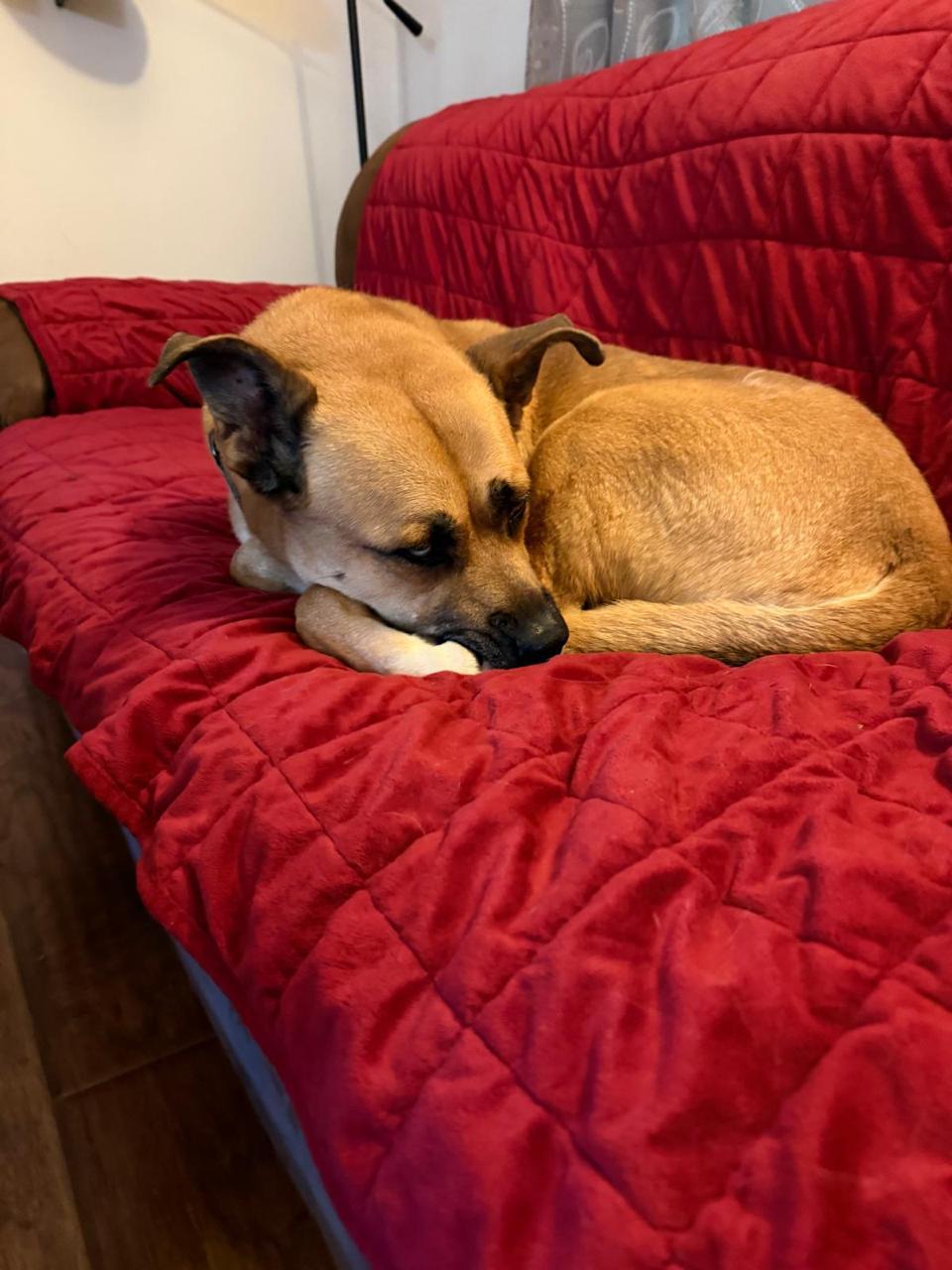 Enlarge Star, a ADOPTABLE Siberian Husky in Los Angeles, CA image 5/6