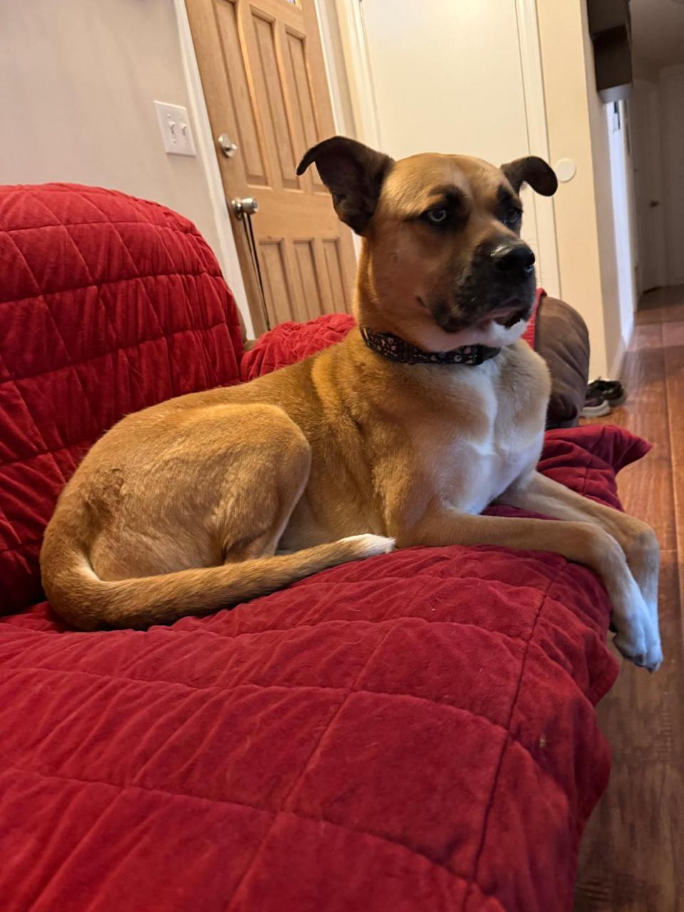 Enlarge Star, a ADOPTABLE Siberian Husky in Los Angeles, CA image 3/6