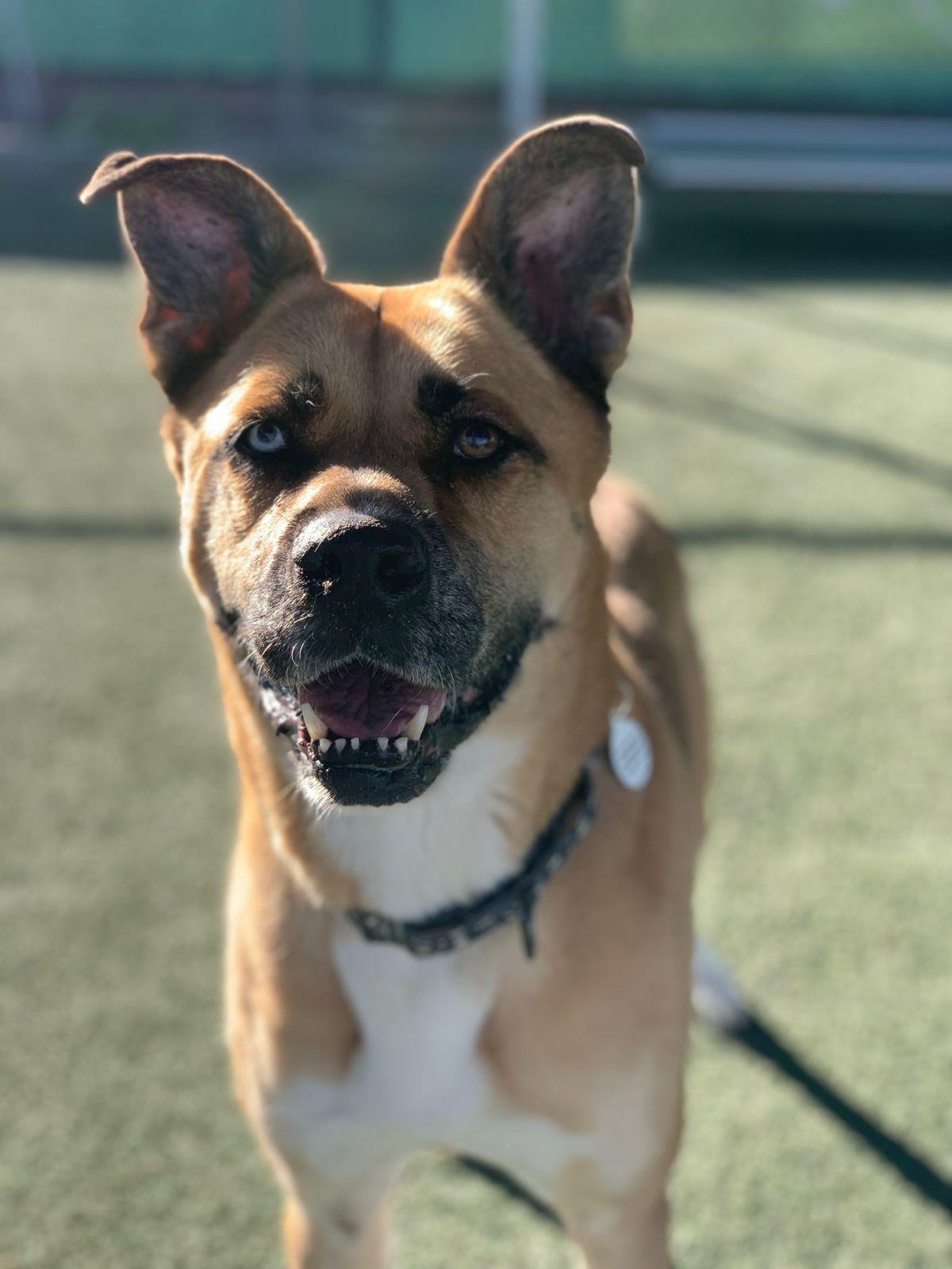 Star, ADOPTABLE, Senior Female Siberian Husky.