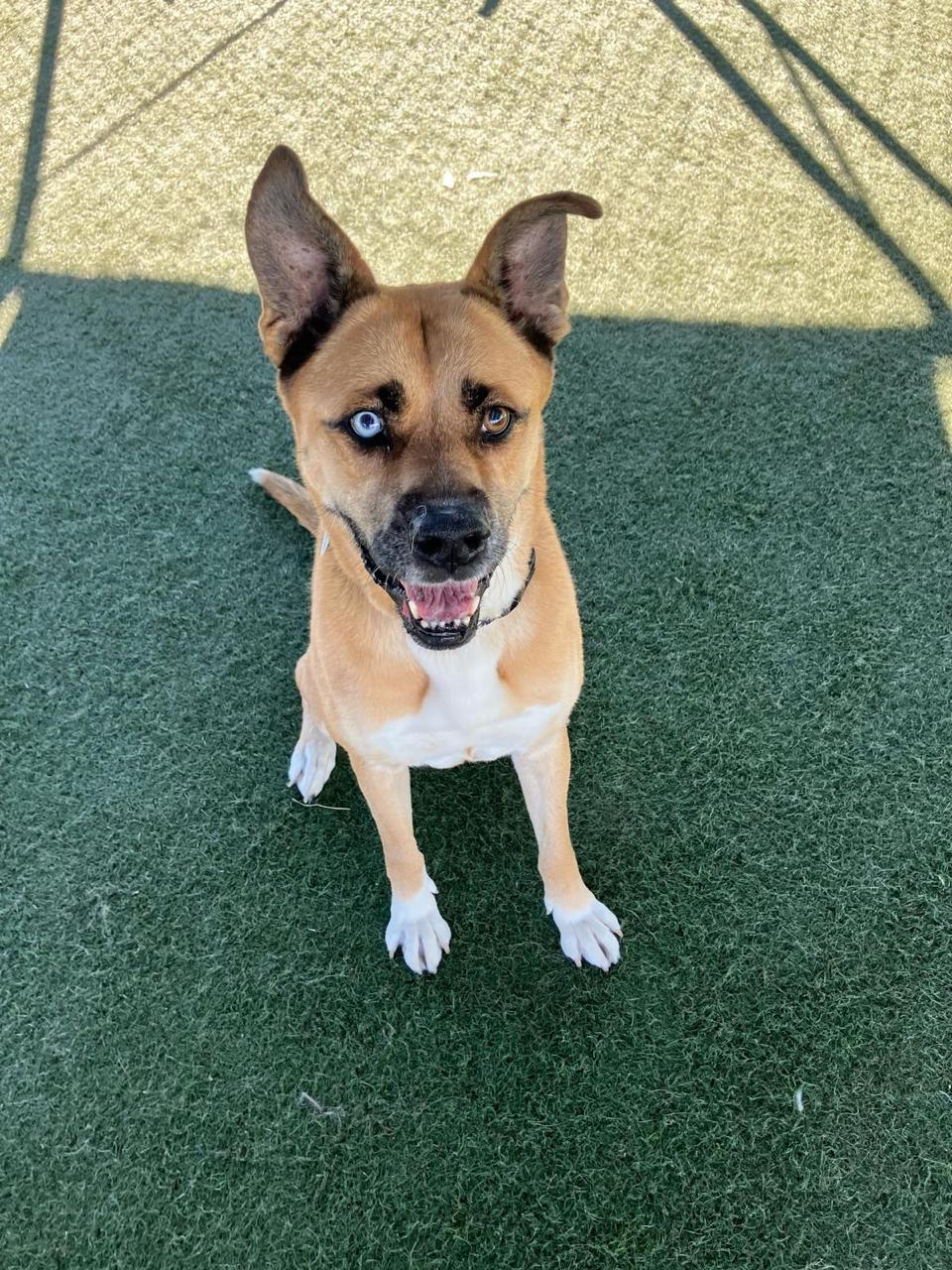 Enlarge Star, a ADOPTABLE Siberian Husky in Los Angeles, CA image 6/6