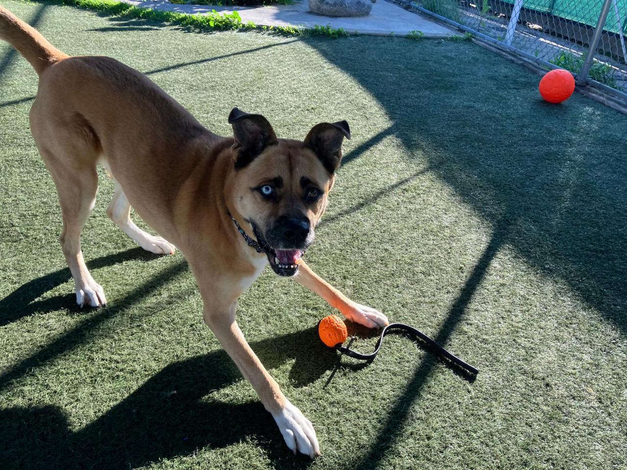 Enlarge Star, a ADOPTABLE Siberian Husky in Los Angeles, CA image 4/6