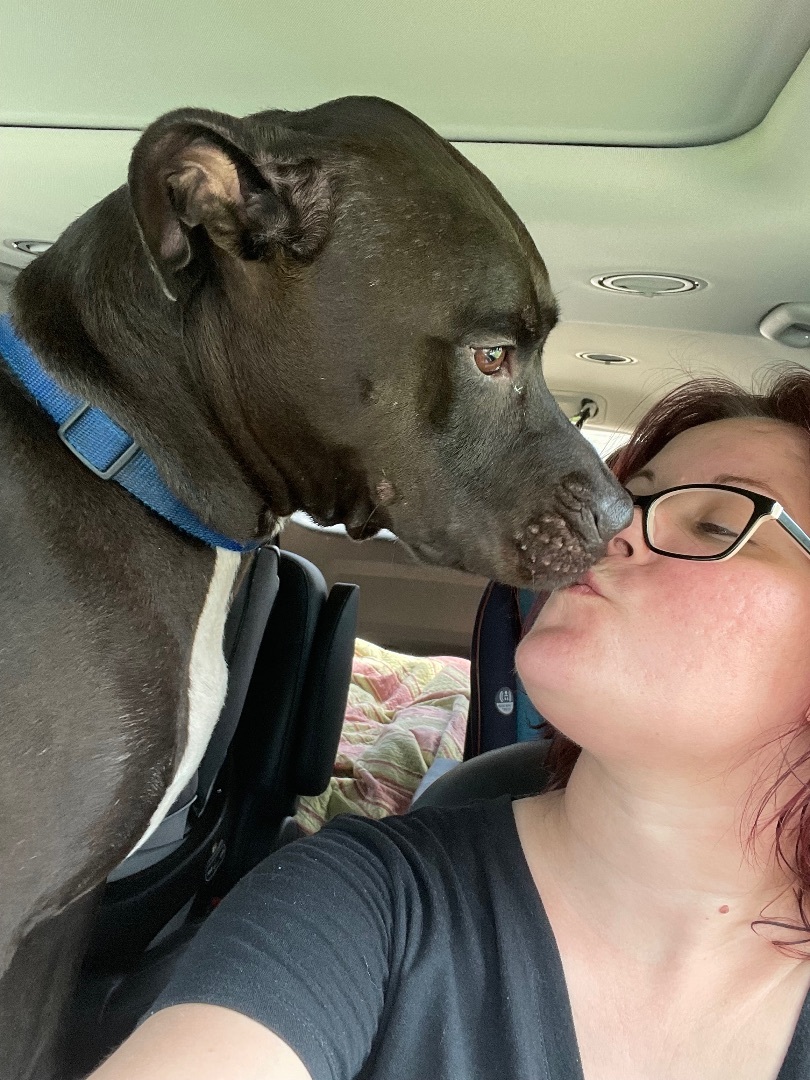 Lucky, a Adoptable mixed breed in Port Saint Lucie, FL image 1/9