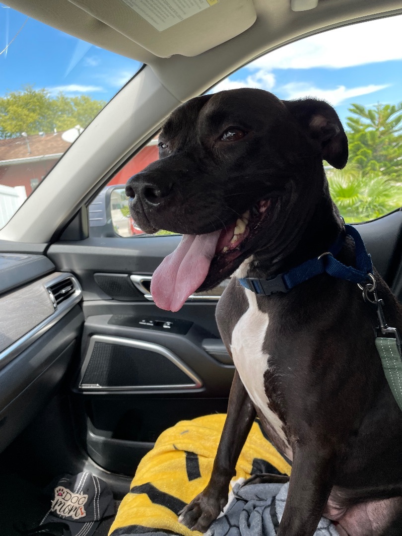 Lucky, a Adoptable mixed breed in Port Saint Lucie, FL image 2/9