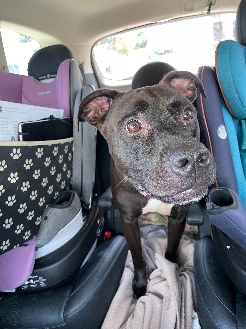 Lucky, a Adoptable mixed breed in Port Saint Lucie, FL image 3/9