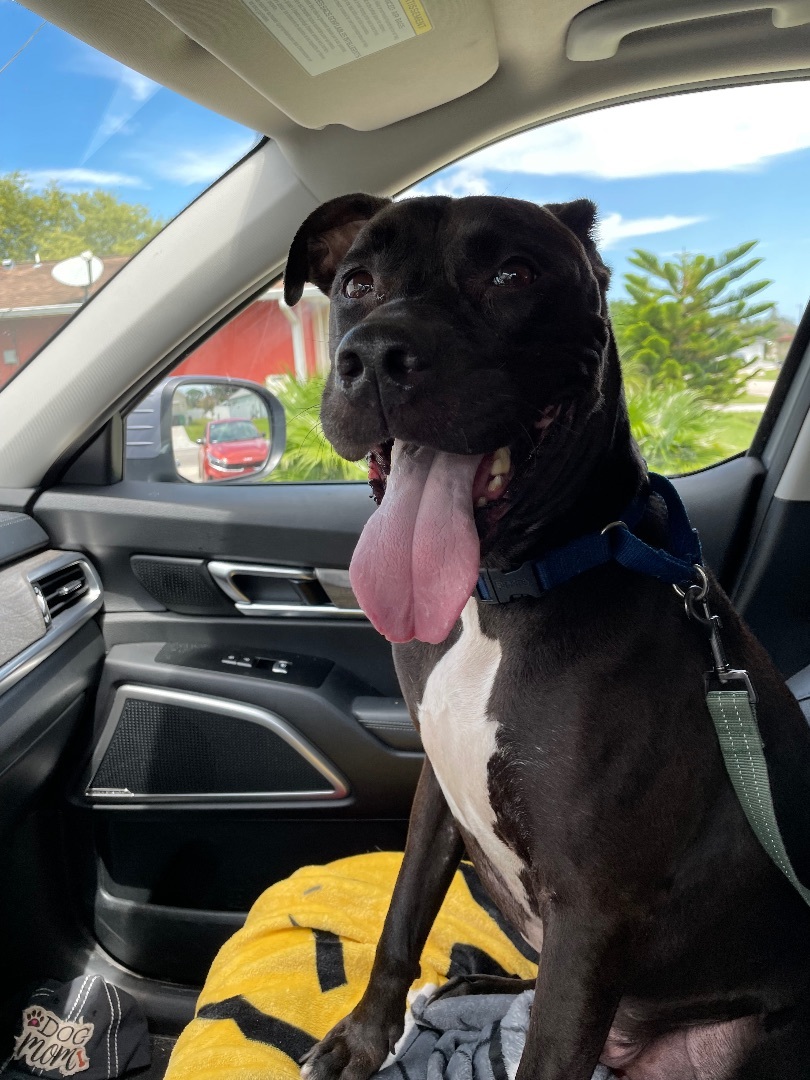 Lucky, Adoptable, Young Male Black Labrador Retriever & Pit Bull Terrier.