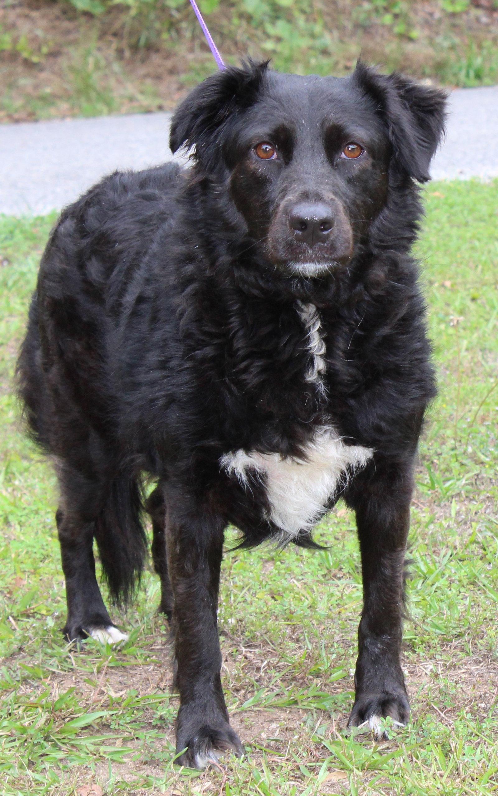 Ellie 35345, a Adoptable Spaniel in Prattville, AL image 1/3