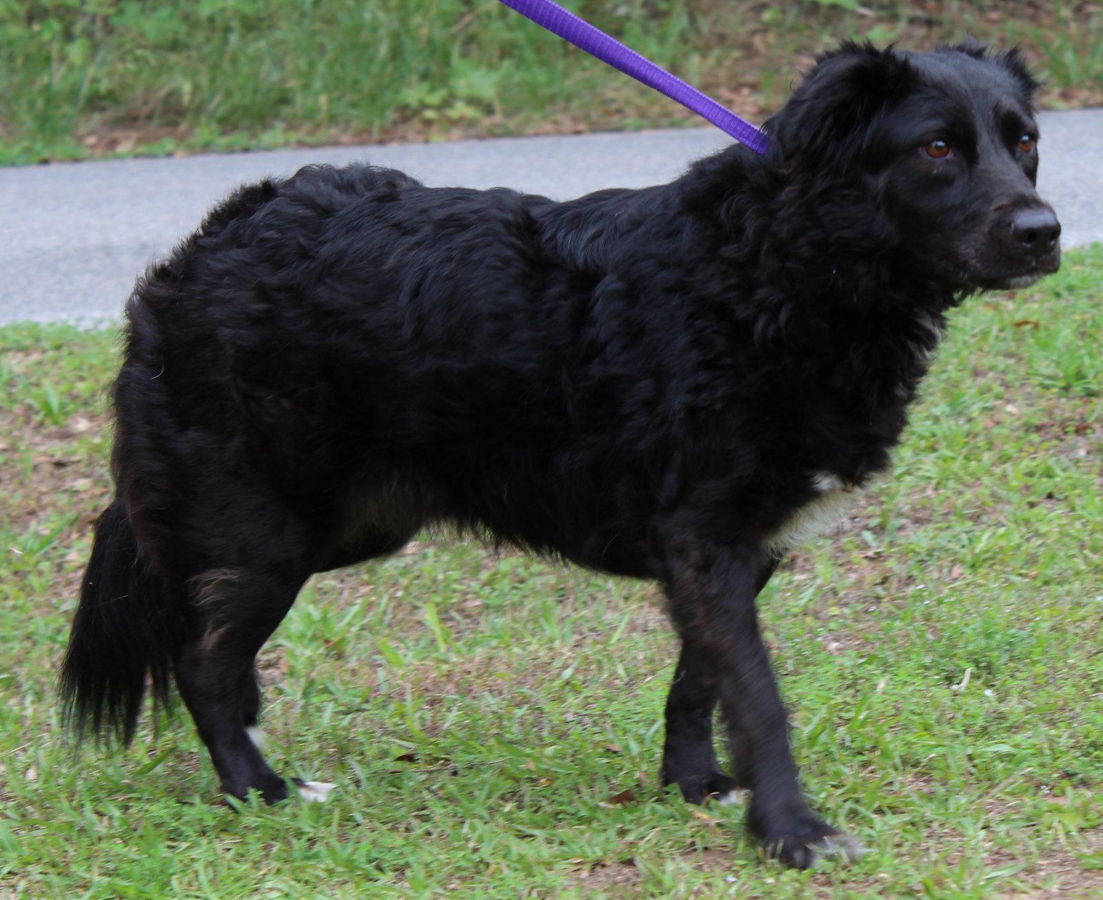 Ellie 35345, a Adoptable Spaniel in Prattville, AL image 2/3