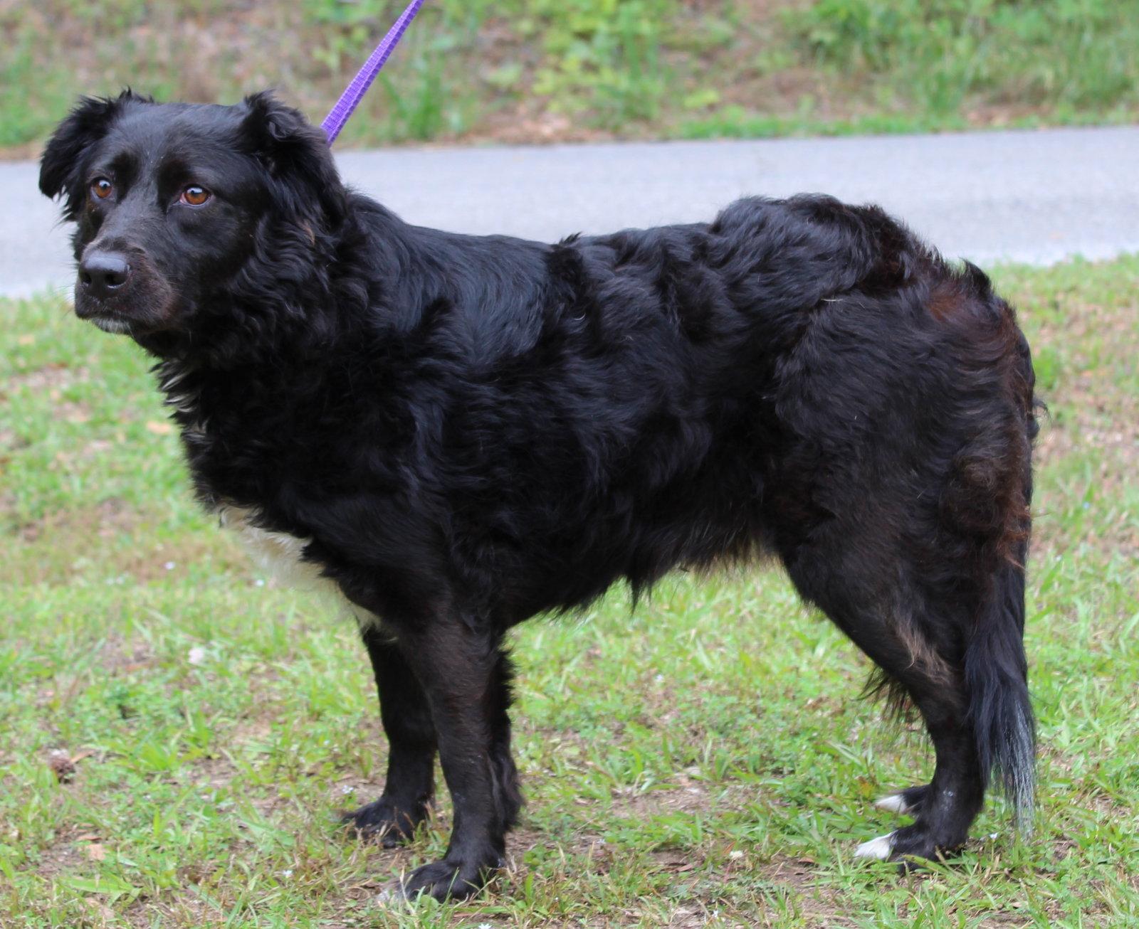 Ellie 35345, a Adoptable Spaniel in Prattville, AL image 3/3