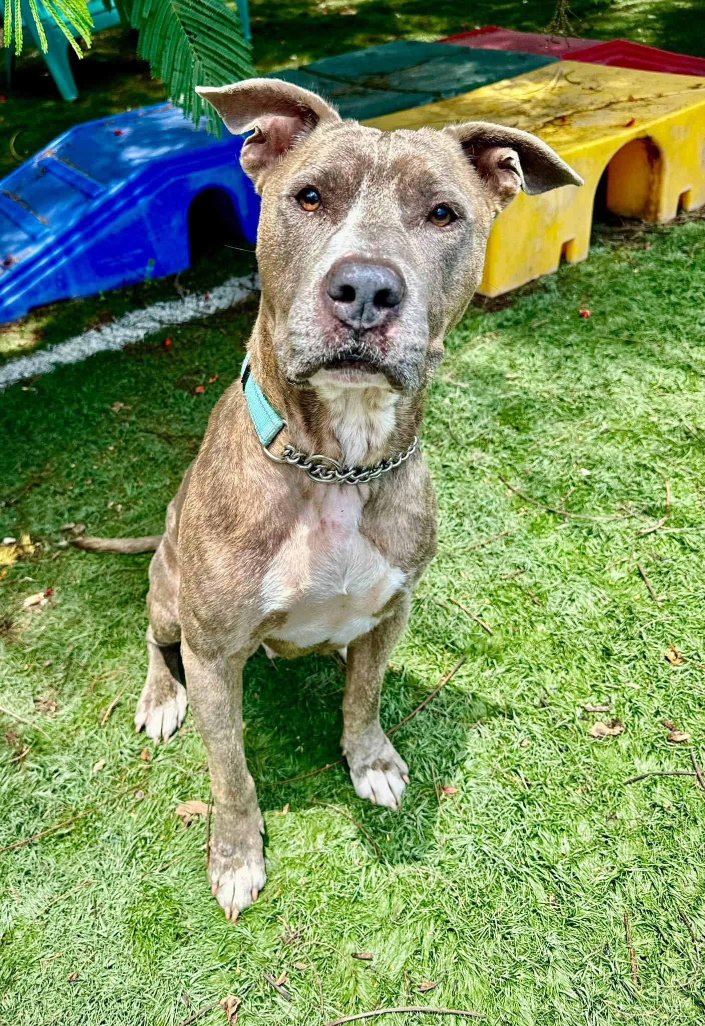 Wallen, Adoptable, Adult Male Mixed Breed.