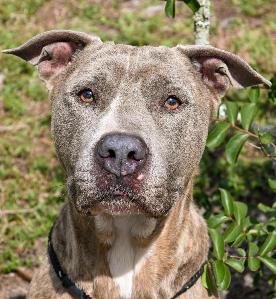 Enlarge Wallen, a Adoptable mixed breed in Palm City, FL image 1/2