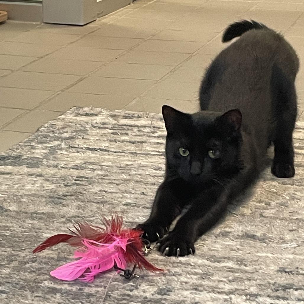 Enlarge Ricki, a Adoptable Domestic Short Hair in New York, NY image 1/4